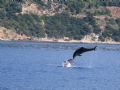 Delphinus sp.